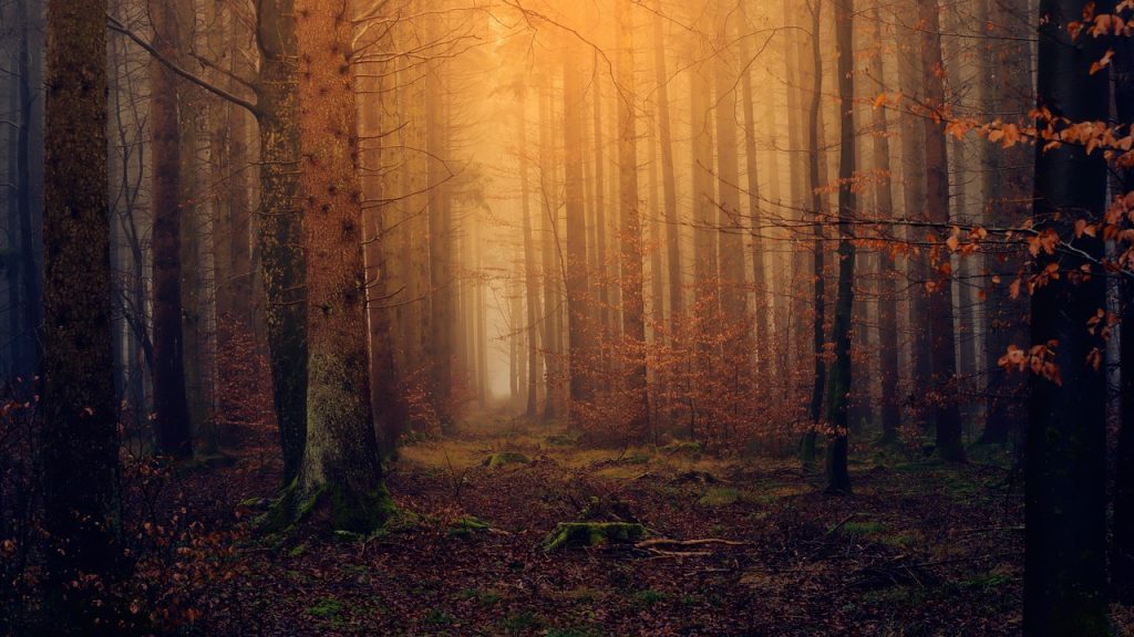 forest, wallpaper 4k, twilight, hd wallpaper, 4k wallpaper, nature, free background, windows wallpaper, trees, beautiful wallpaper, beautiful nature, desktop backgrounds, free wallpaper, woods, mystical, nature wallpaper, landscape, autumn, romantic, fog, 4k wallpaper 1920x1080, nature background, wallpaper hd, magical, full hd wallpaper, laptop wallpaper, wallpaper, cool backgrounds, mac wallpaper, background