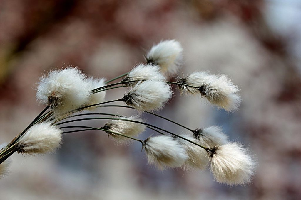 grass, cotton grass, cotton flower, eriophorum, nature, moor, spring